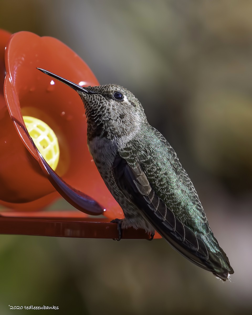 Anna's Hummingbird - Ted Eubanks