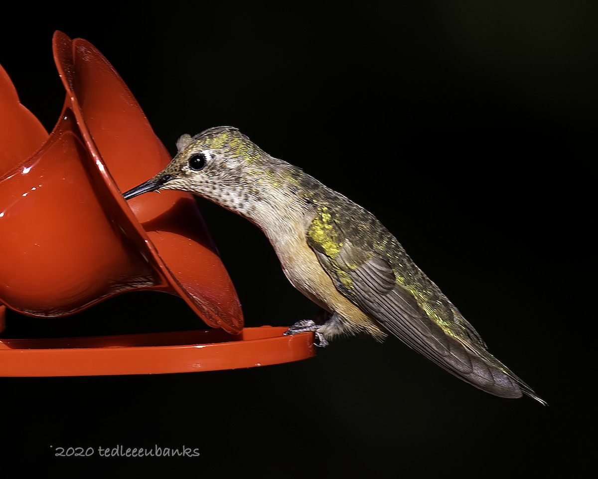 Broad-tailed Hummingbird - Ted Eubanks