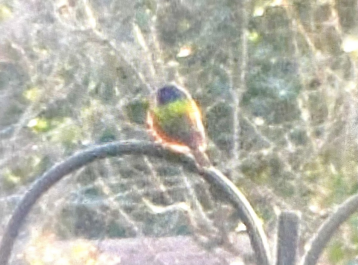 Painted Bunting - ML288914531