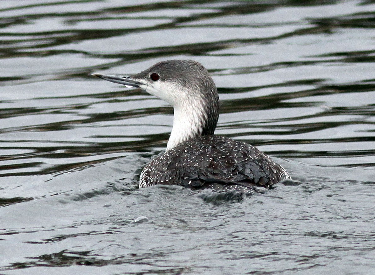 Red-throated Loon - Brad Singer
