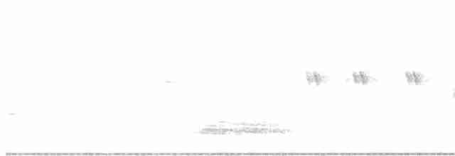 Бледноногая короткохвостка - ML288919081