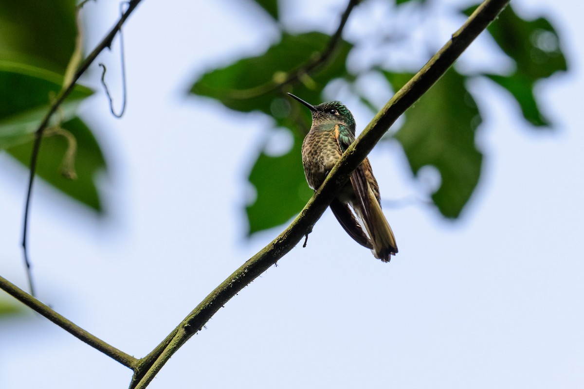 kolibřík žlutoocasý - ML28892001