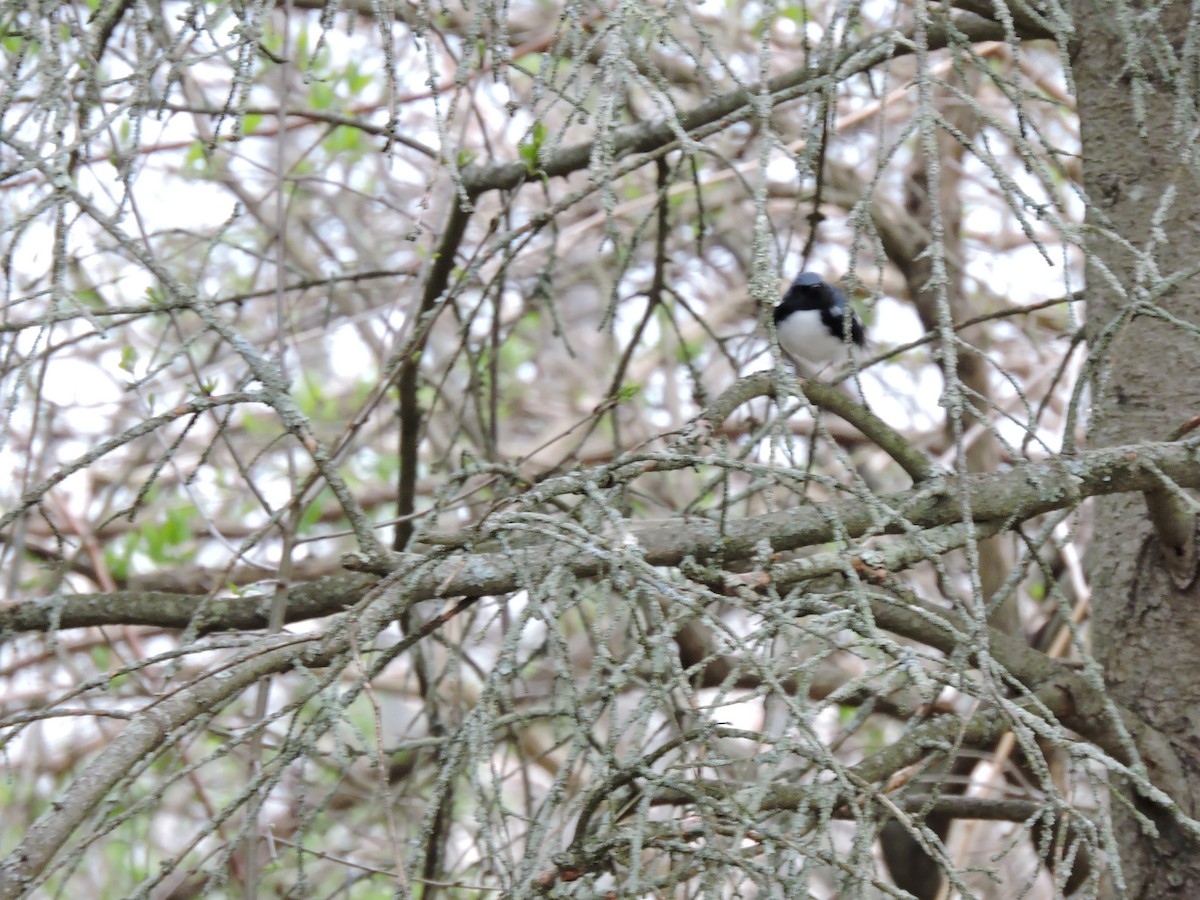 Black-throated Blue Warbler - ML28892121