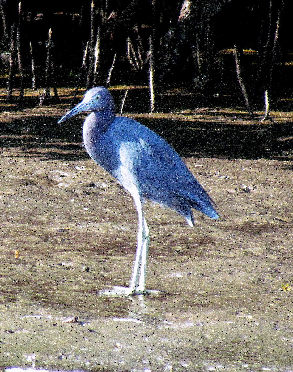 Little Blue Heron - Mike Fung