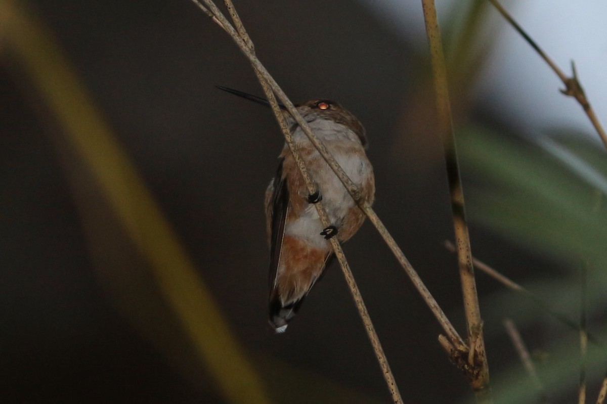 Rufous Hummingbird - ML288922611