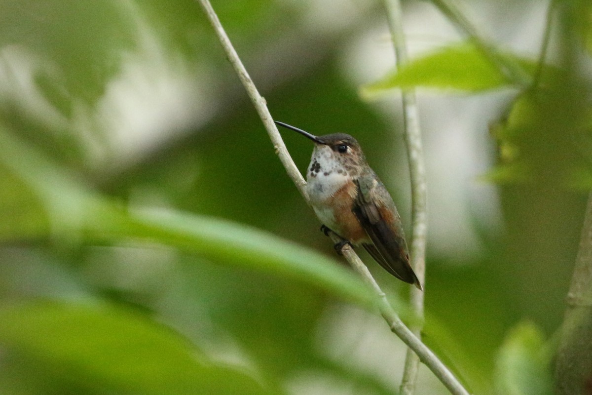 Rufous Hummingbird - ML288922631