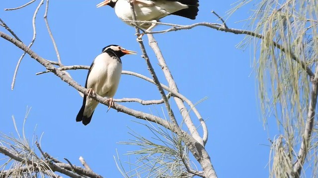 Indian Pied Starling - ML288924301