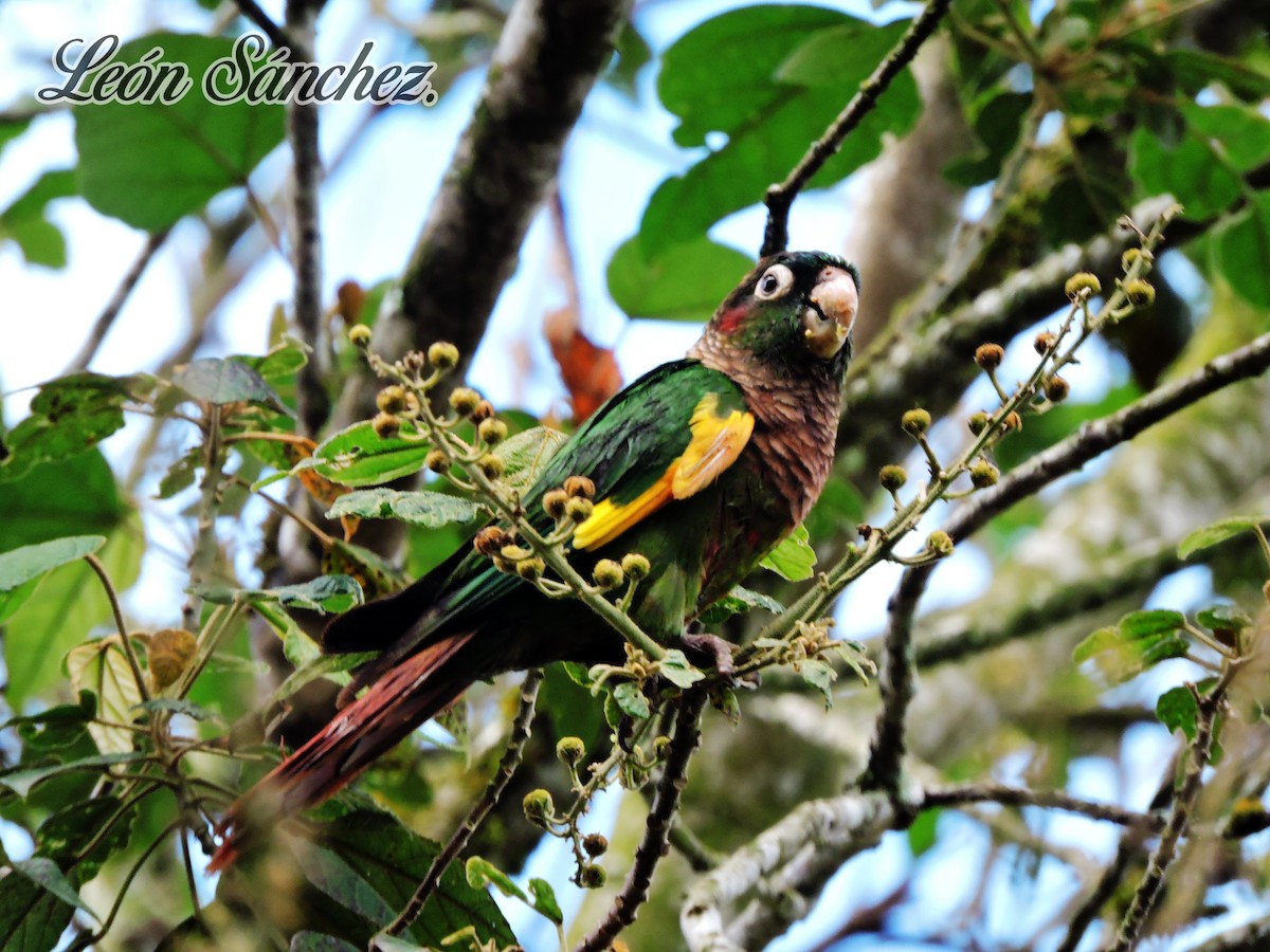 Brown-breasted Parakeet - Leon Sánchez Astro