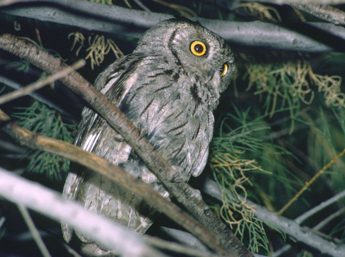 Western Screech-Owl - ML288927261