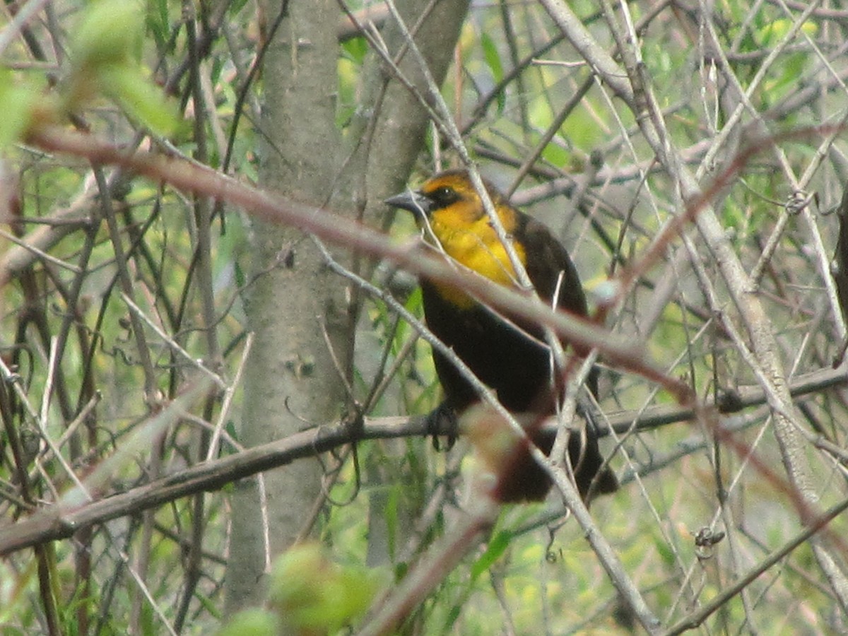 Yellow-headed Blackbird - Jim VanAllen