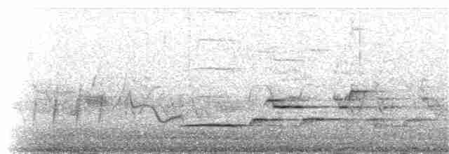 Hermit Thrush (faxoni/crymophilus) - ML28892791