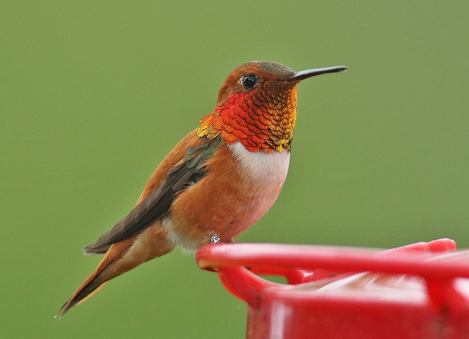 Rufous Hummingbird - Edward  Rickson