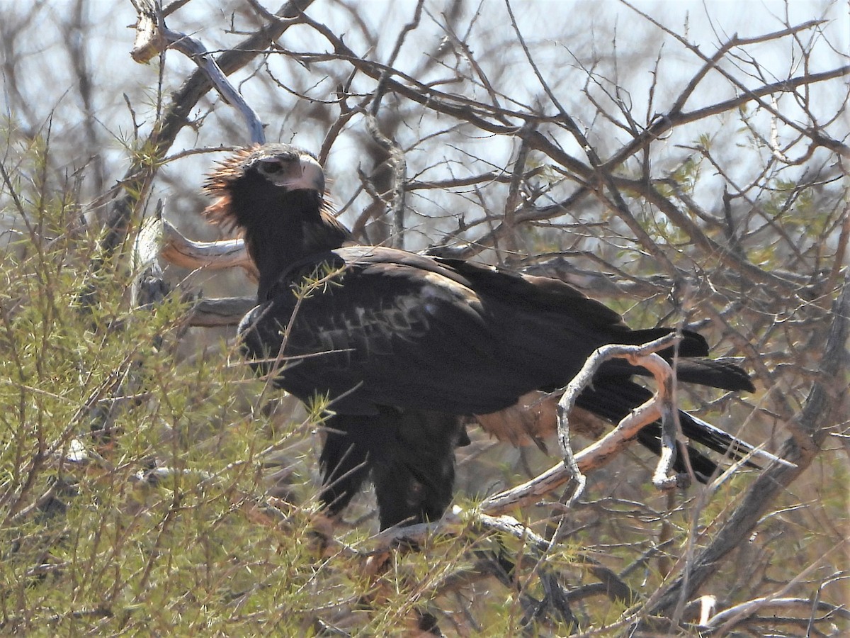 Wedge-tailed Eagle - ML288929701