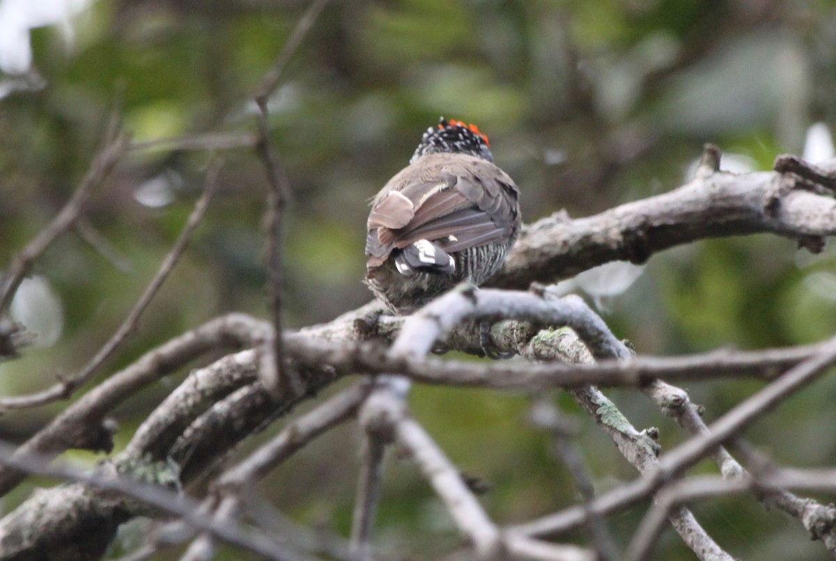 White-barred Piculet (Marajo) - ML288937451