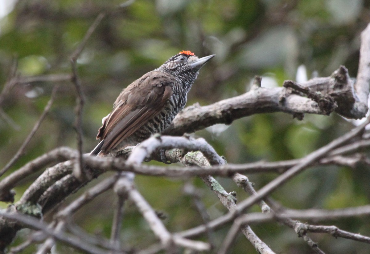 White-barred Piculet (Marajo) - ML288937461