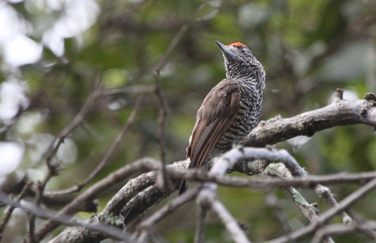 White-barred Piculet (Marajo) - ML288937471