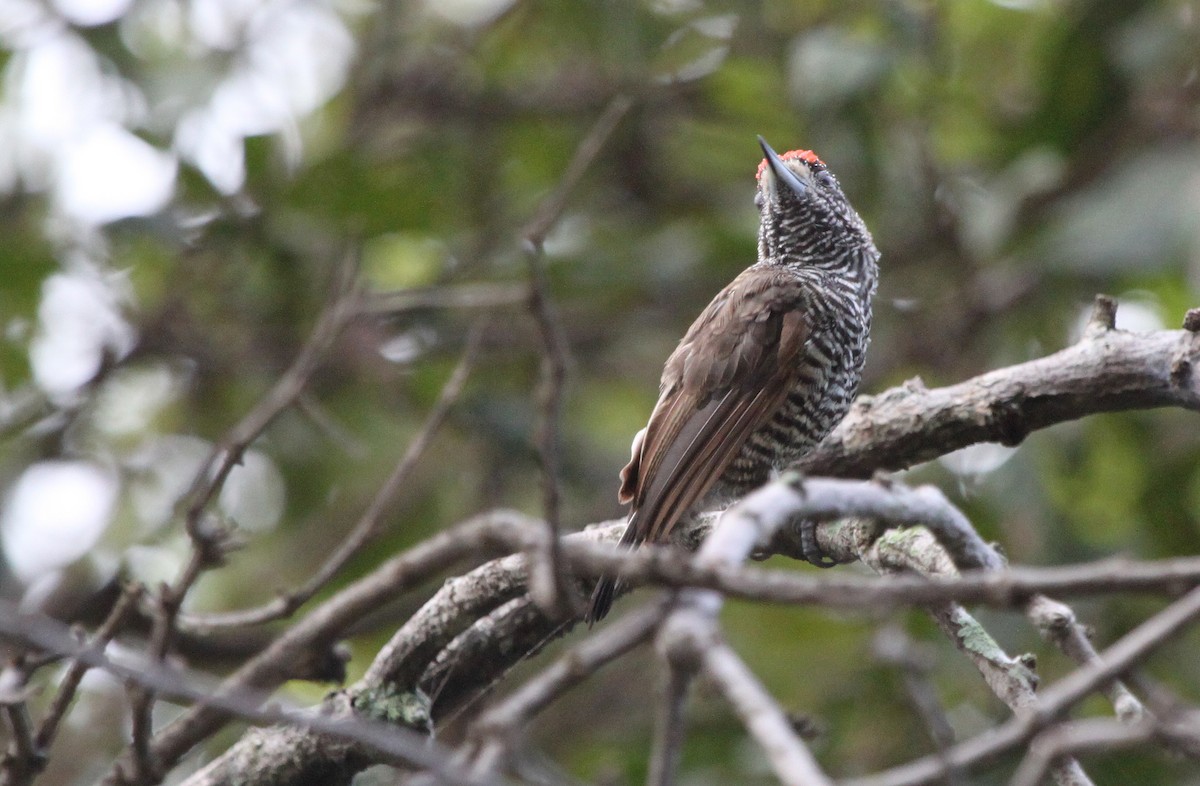 White-barred Piculet (Marajo) - ML288937481