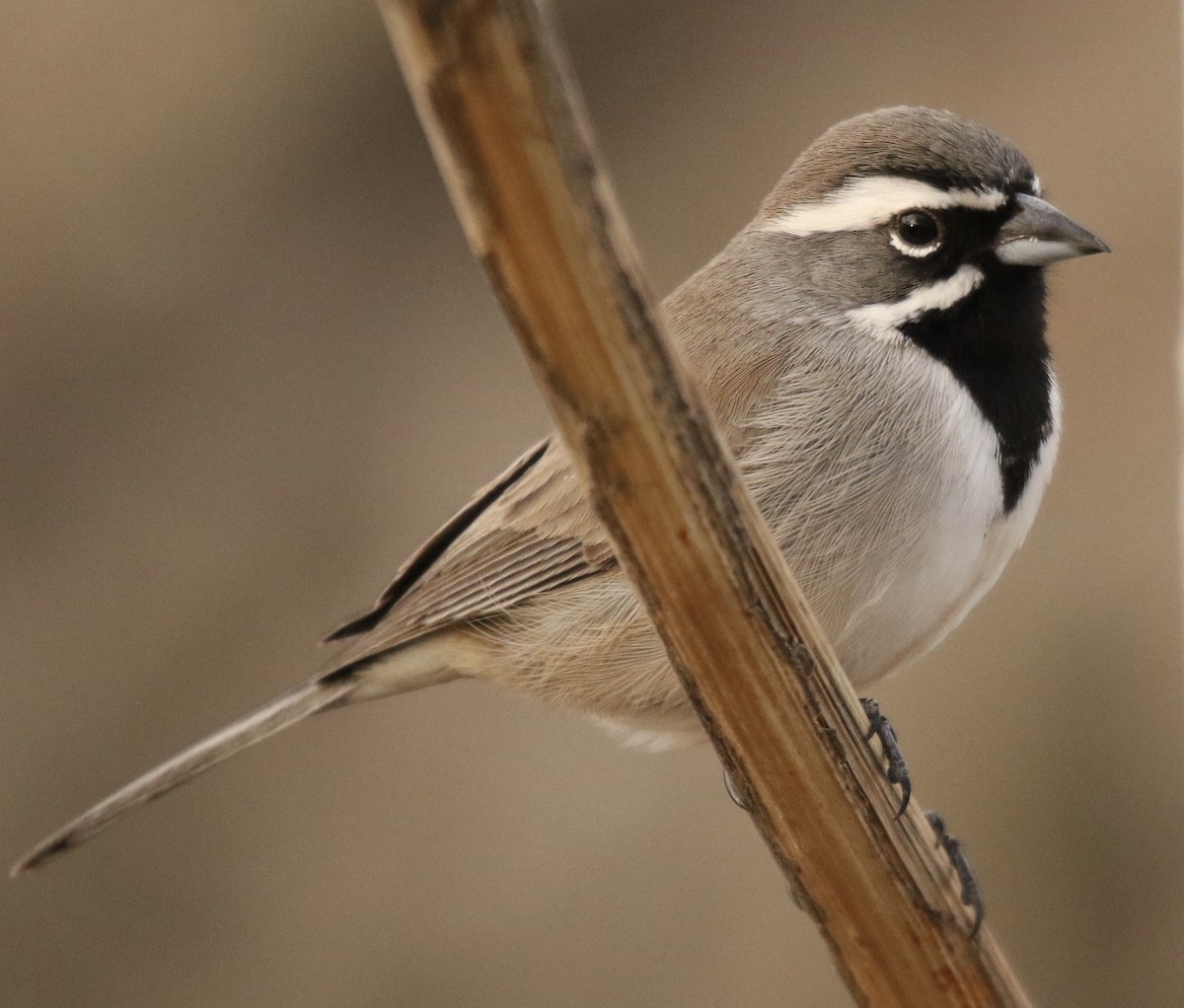 Black-throated Sparrow - Bob Meinke