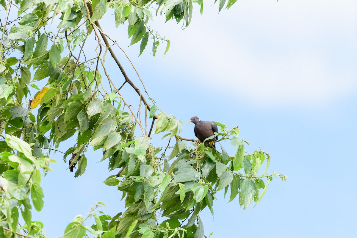 Band-tailed Pigeon - ML28894831