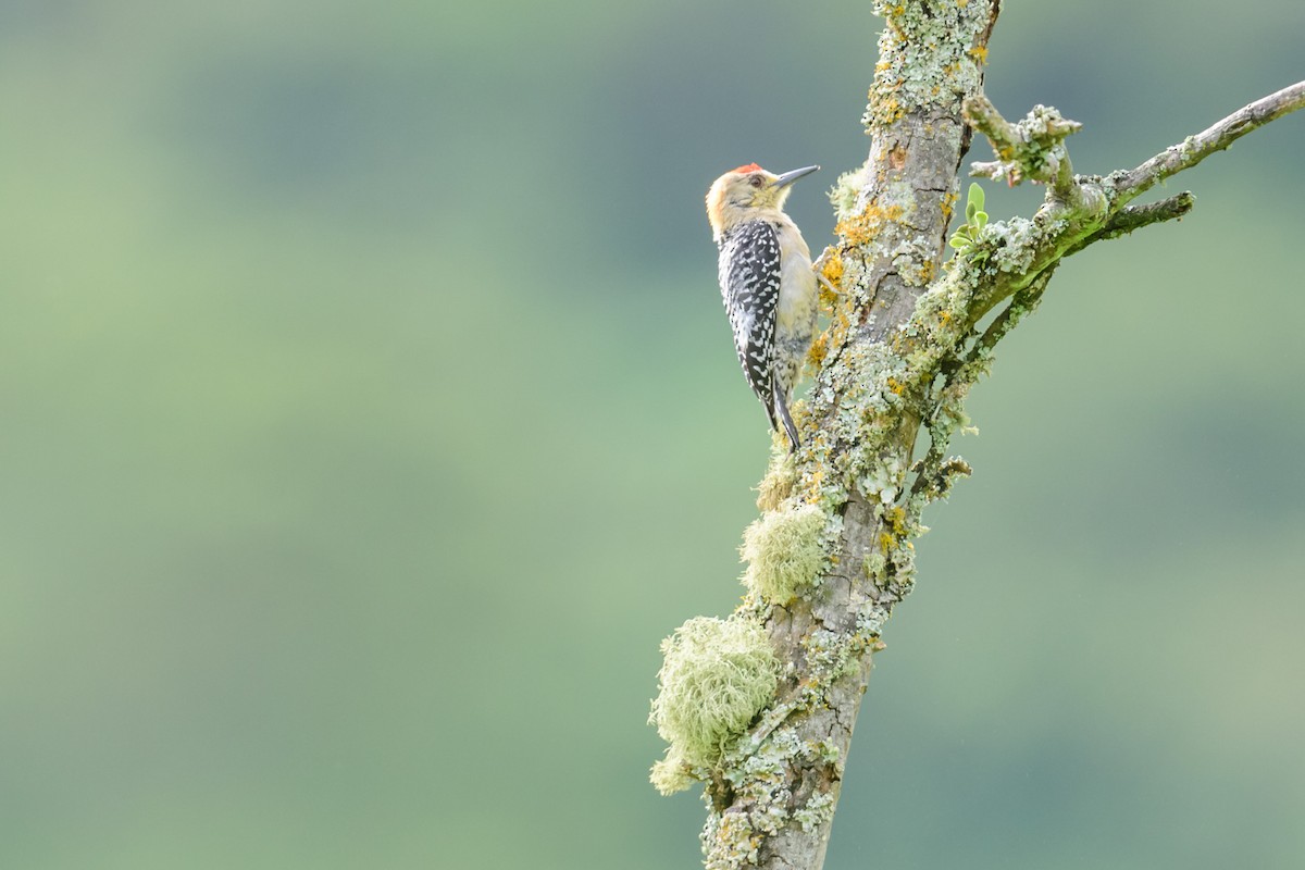 Red-crowned Woodpecker - ML28895101