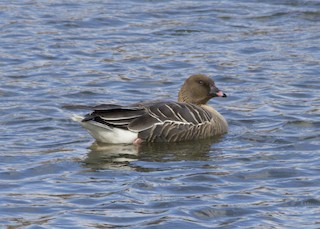Pink-footed Goose, ML288952031