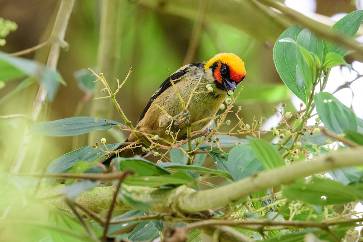 Flame-faced Tanager - ML28895571