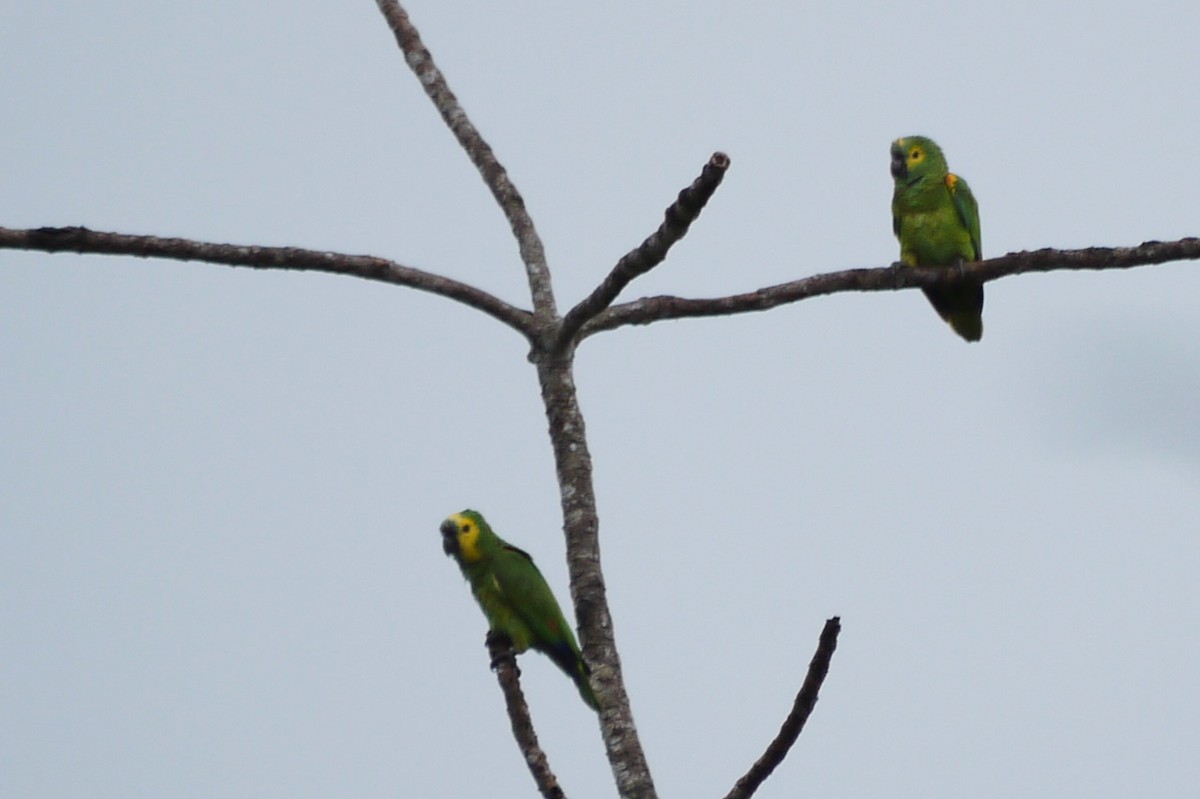 Turquoise-fronted Parrot - ML288955761