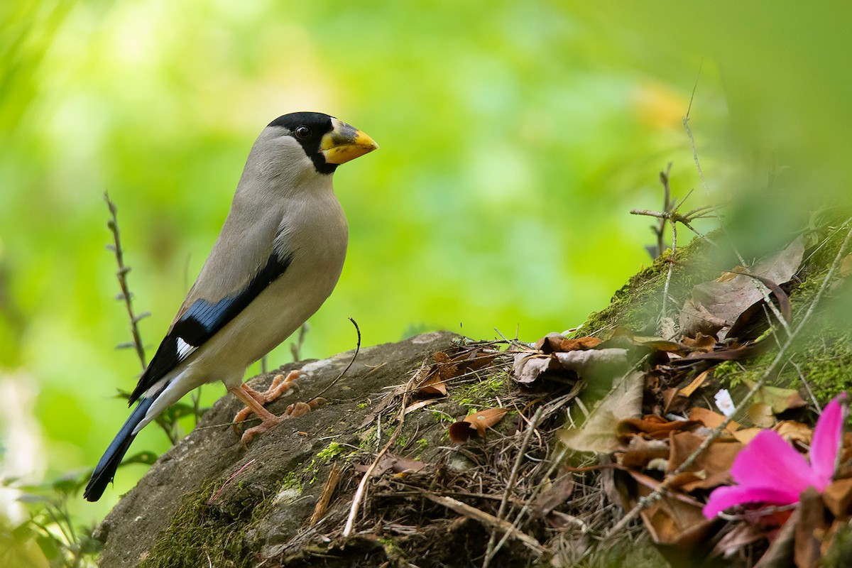 Japanese Grosbeak - Ayuwat Jearwattanakanok