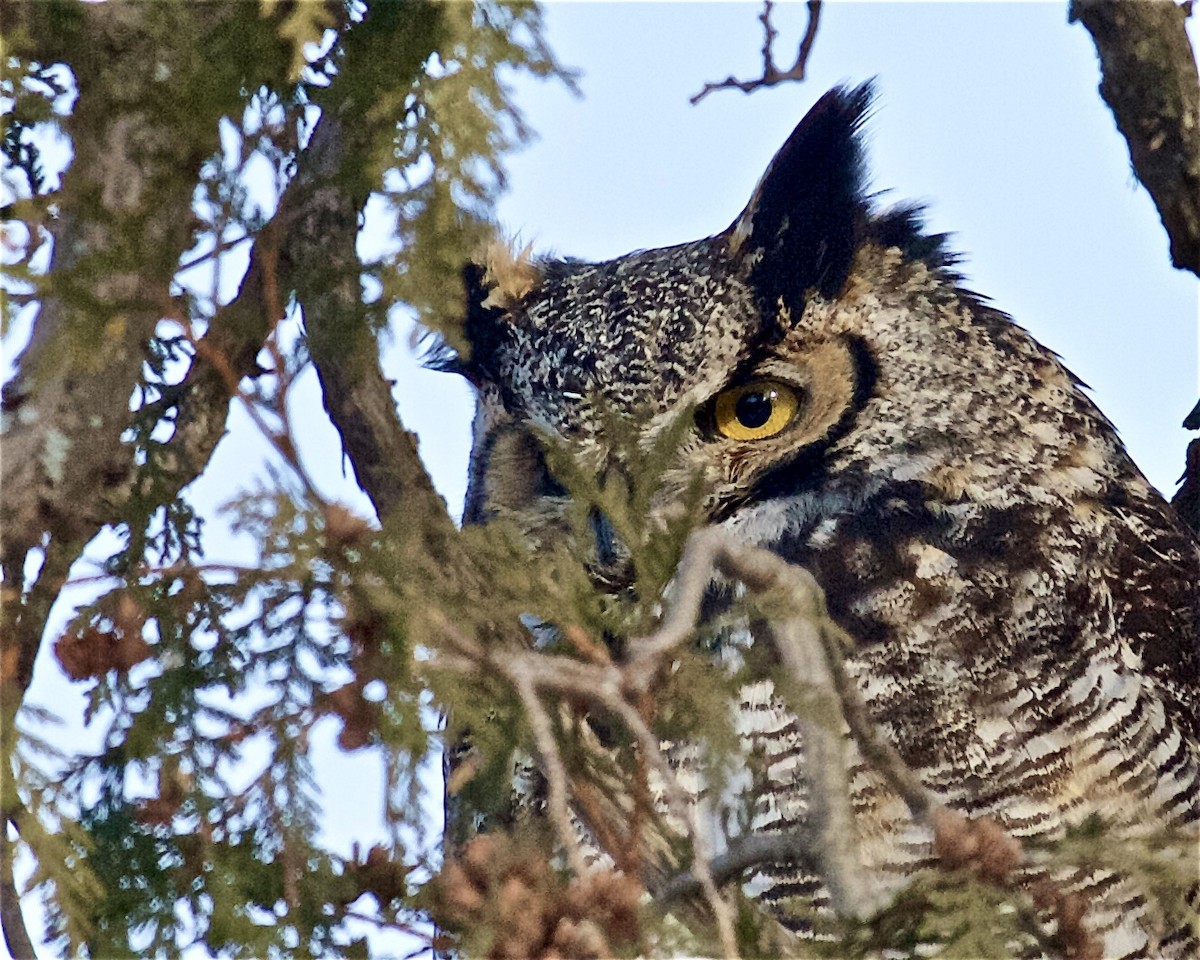 Great Horned Owl - ML288958161