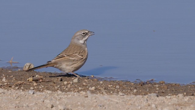 Bell's Sparrow (canescens) - ML288960421
