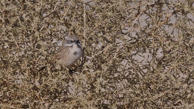 Bell's Sparrow (canescens) - ML288961221