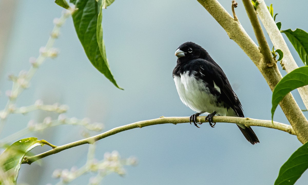 Black-and-white Seedeater - ML288962561