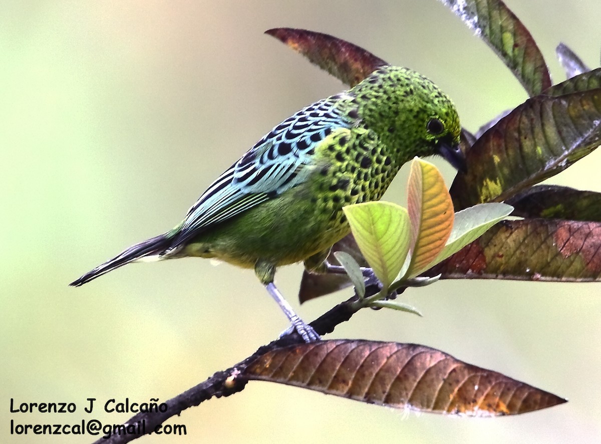 Yellow-bellied Tanager - ML288962881