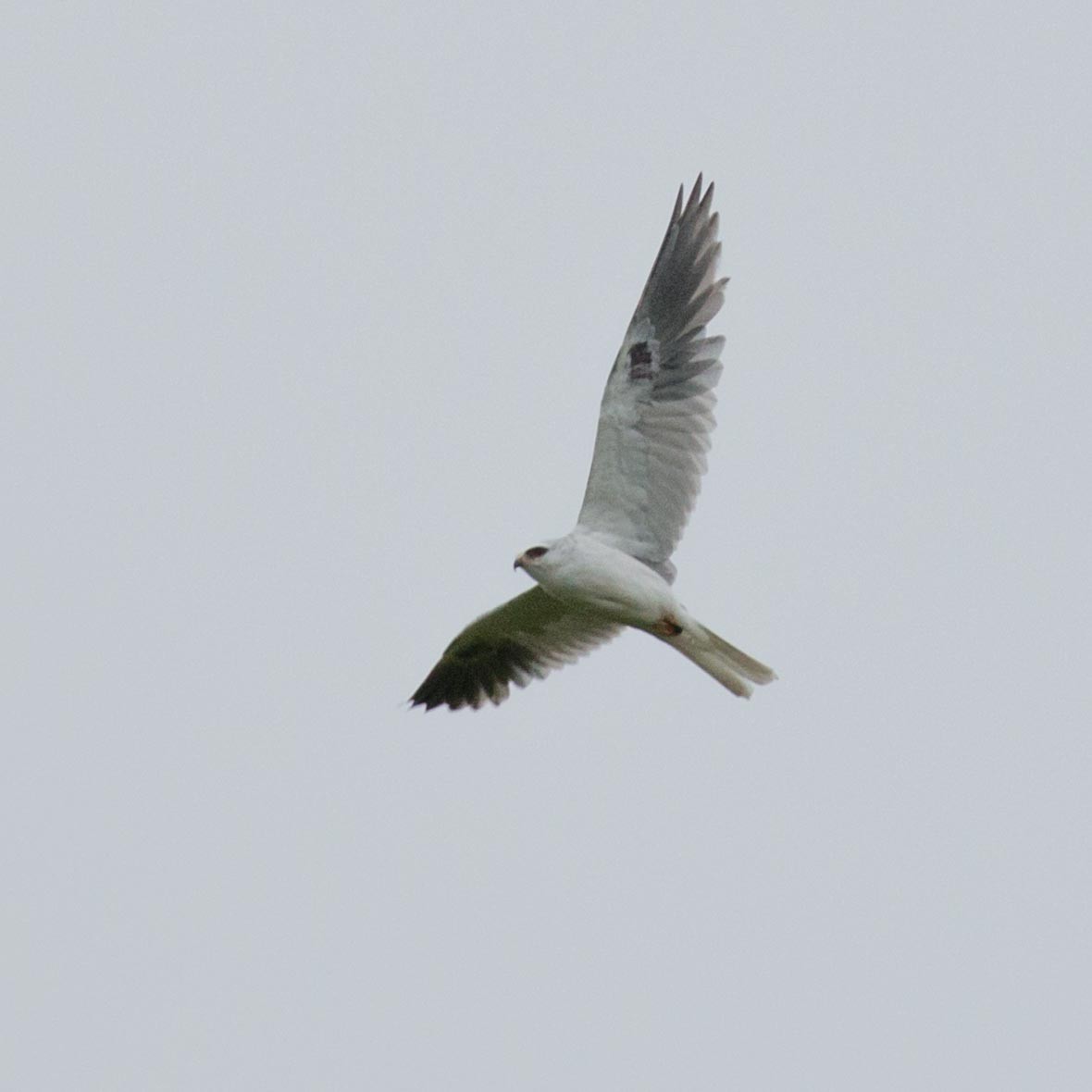 White-tailed Kite - Charles Desilets