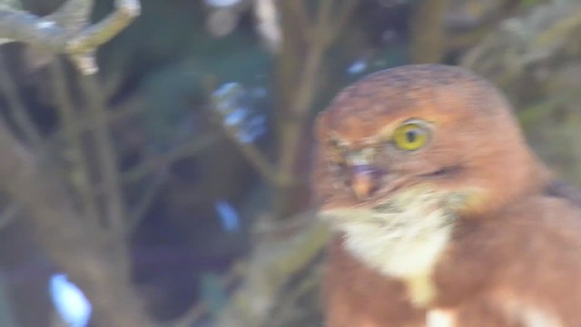 Costa Rican Pygmy-Owl - ML288974431