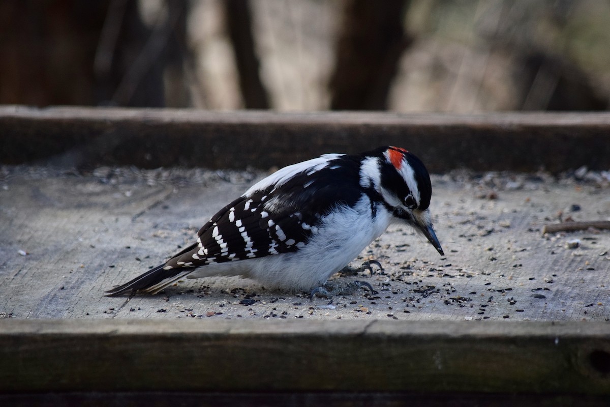 Hairy Woodpecker - Mark Gawn