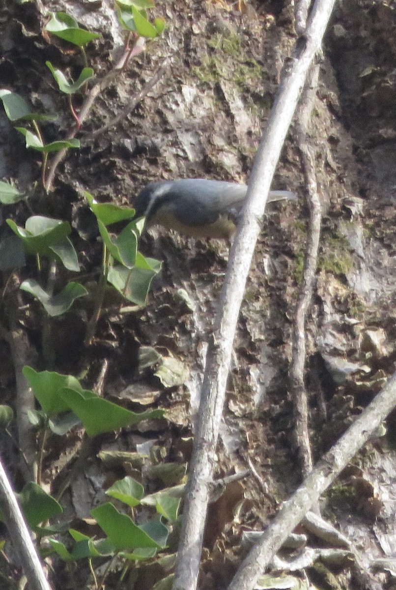 Red-breasted Nuthatch - ML288988491