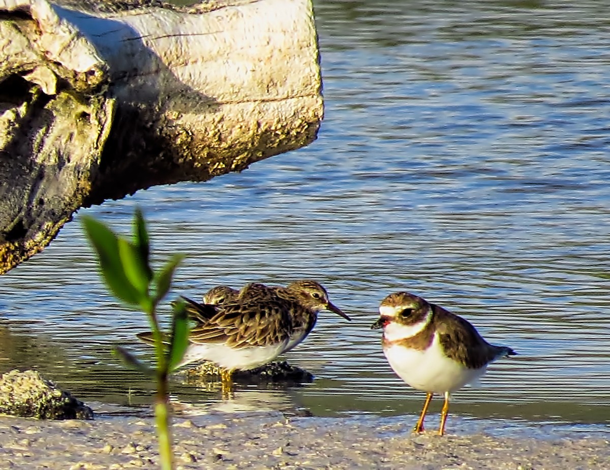 Semipalmated Plover - ML288988811