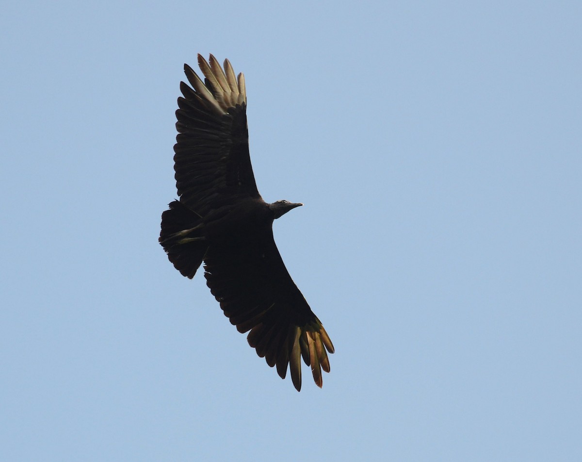 Black Vulture - Joshua Vandermeulen