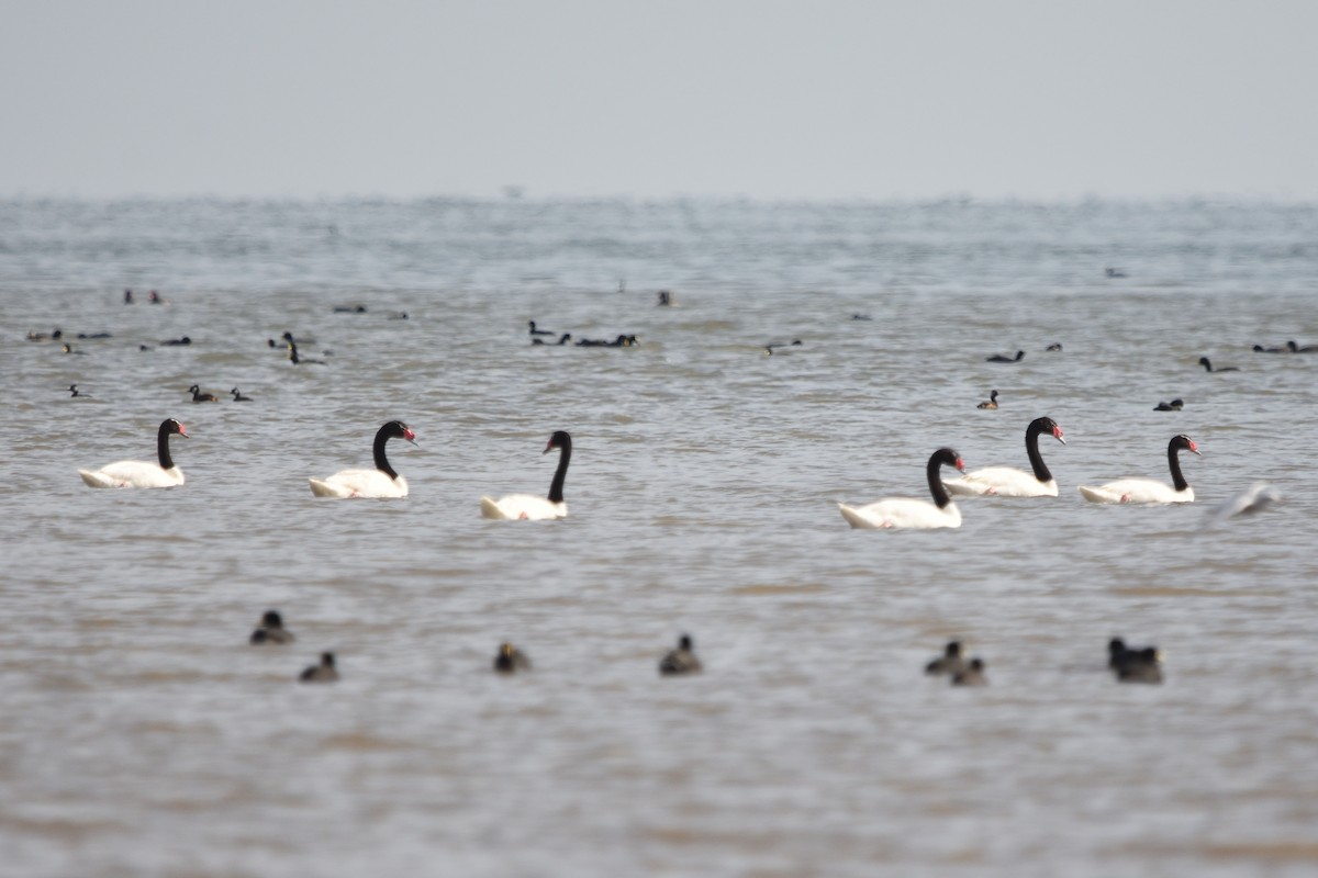 Black-necked Swan - ML288996691