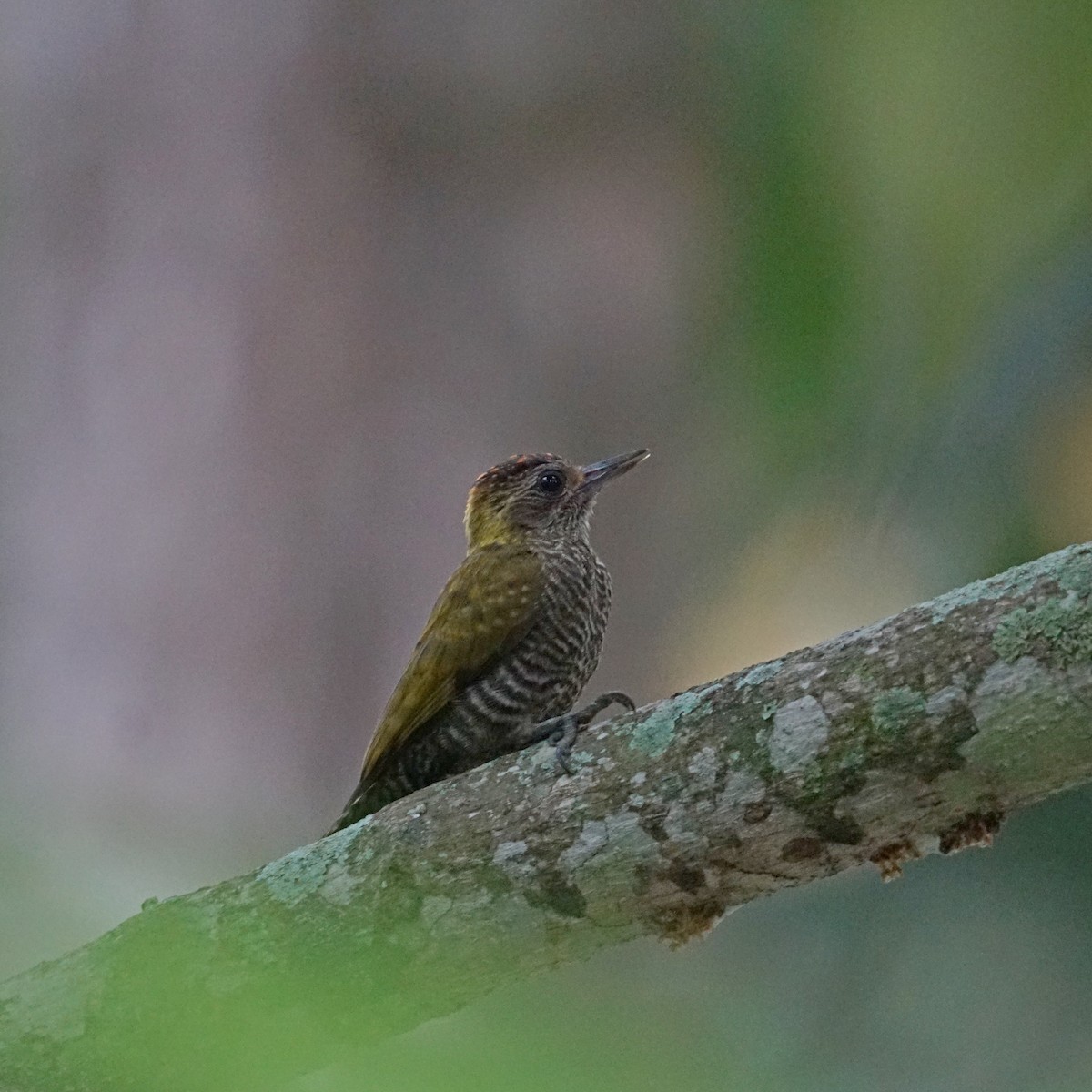 Yellow-eared Woodpecker - ML288998401