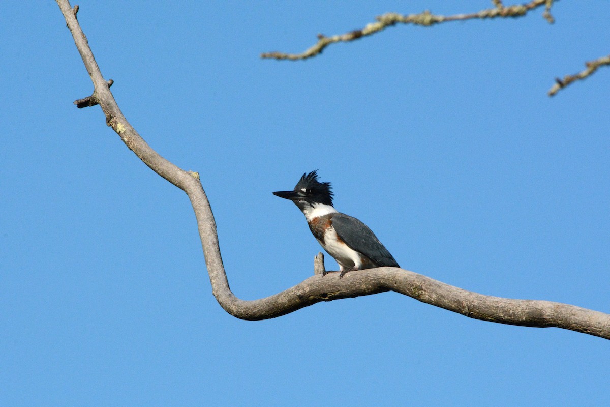 Belted Kingfisher - ML289008491