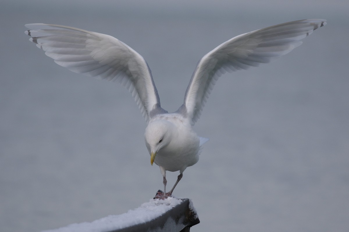 Iceland Gull (kumlieni) - Matt Parsons