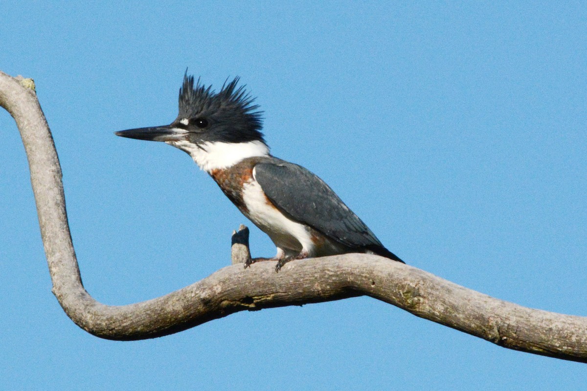 Belted Kingfisher - ML289009841