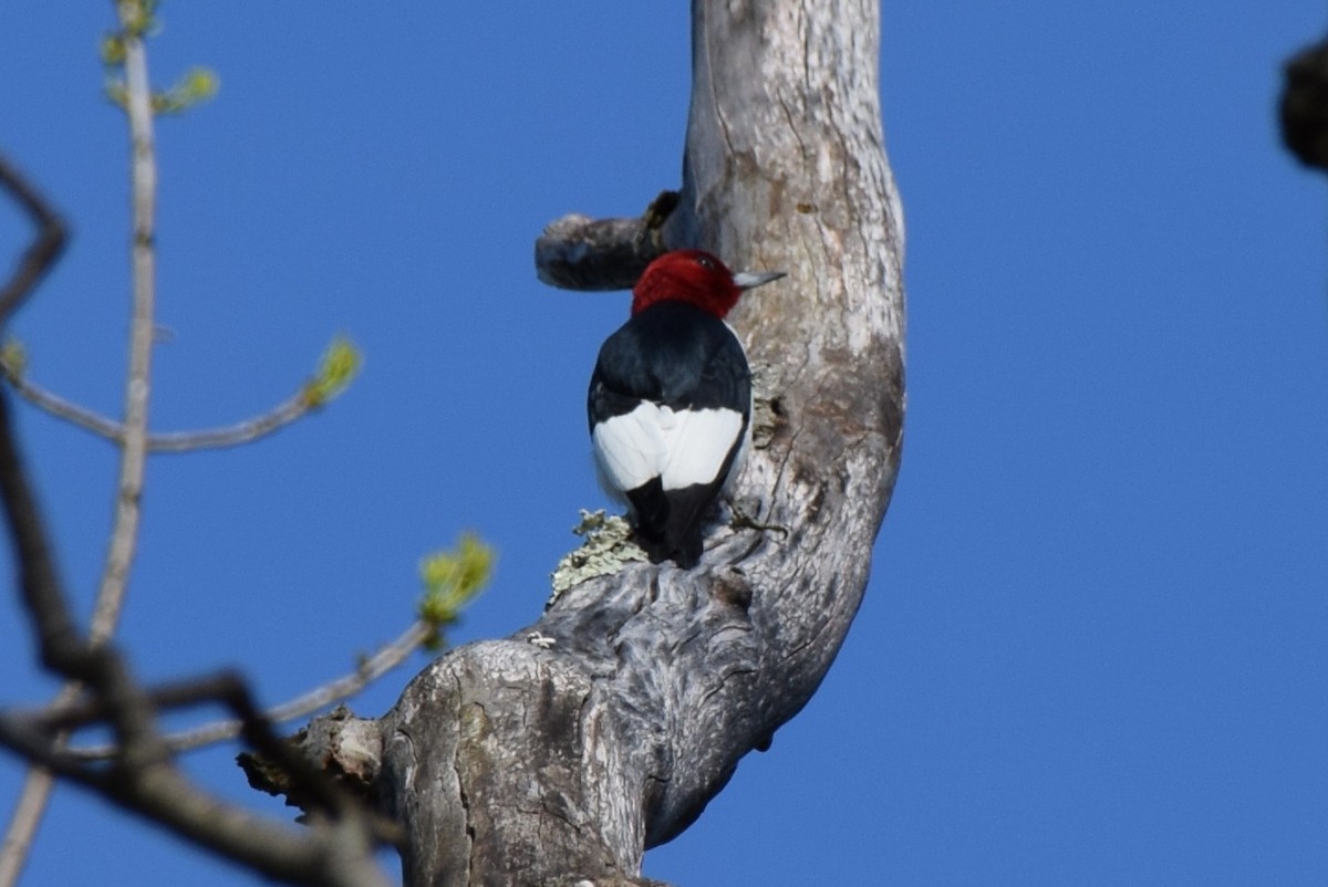 Red-headed Woodpecker - Manuel Morales