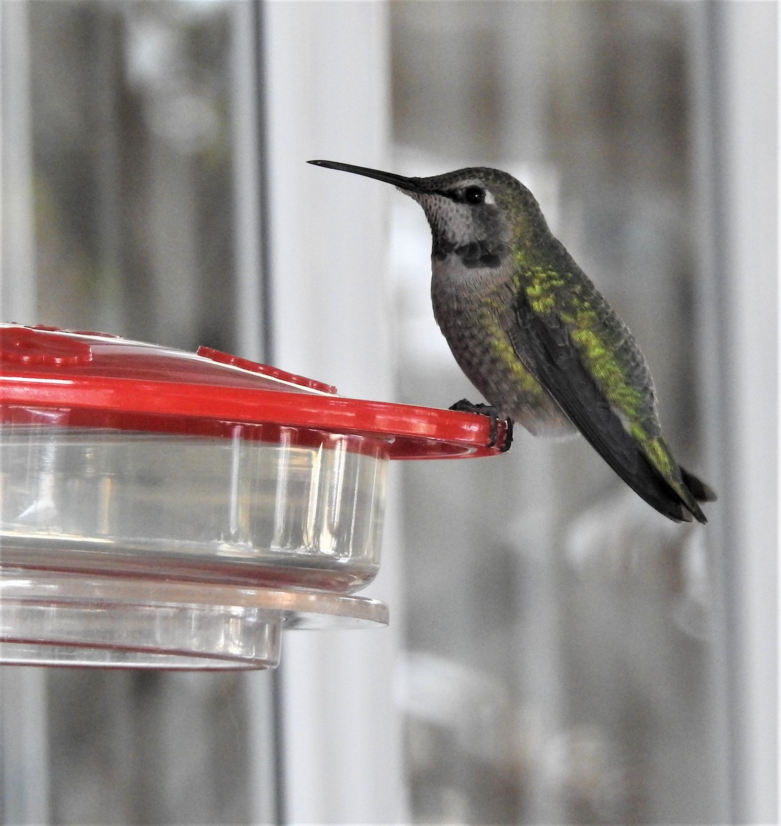 Anna's Hummingbird - Diane Stinson