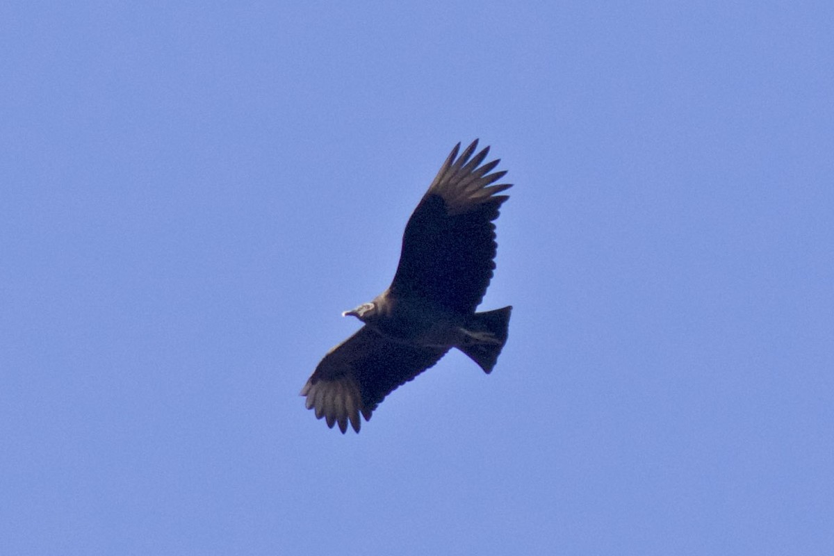 Black Vulture - ML289017511