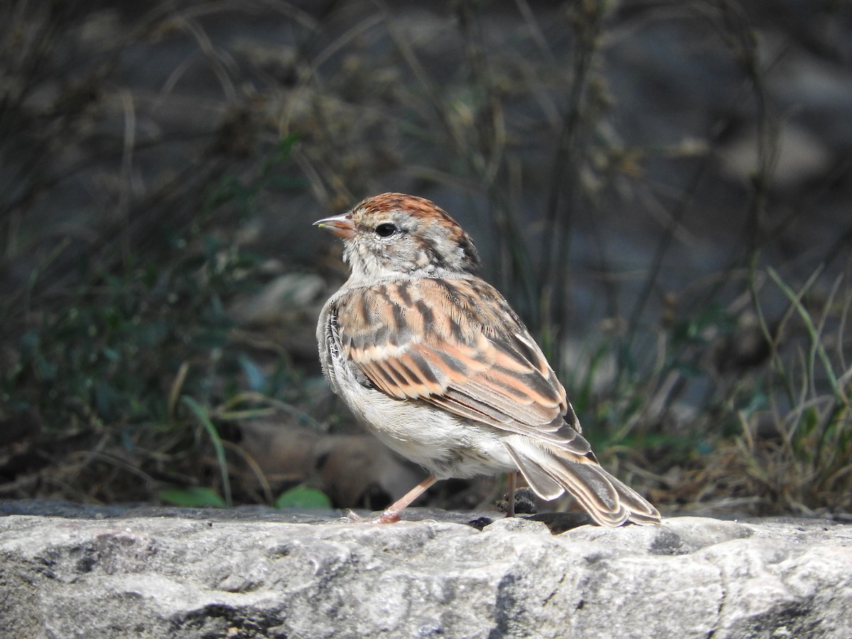 Chipping Sparrow - ML289029821