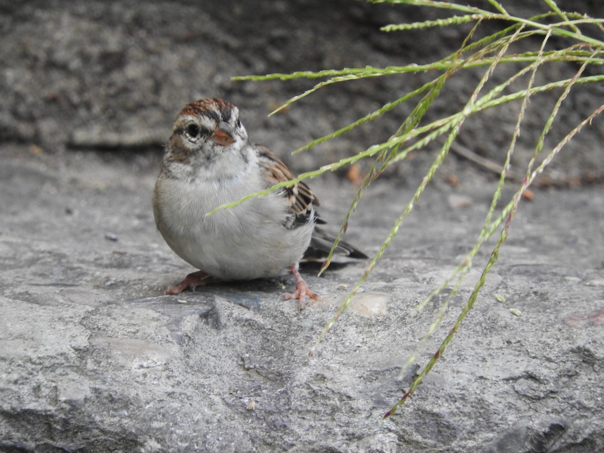 Chipping Sparrow - ML289029831