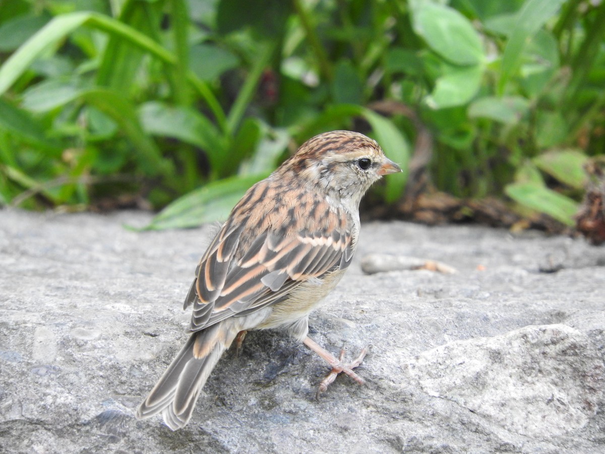 Chipping Sparrow - ML289029841